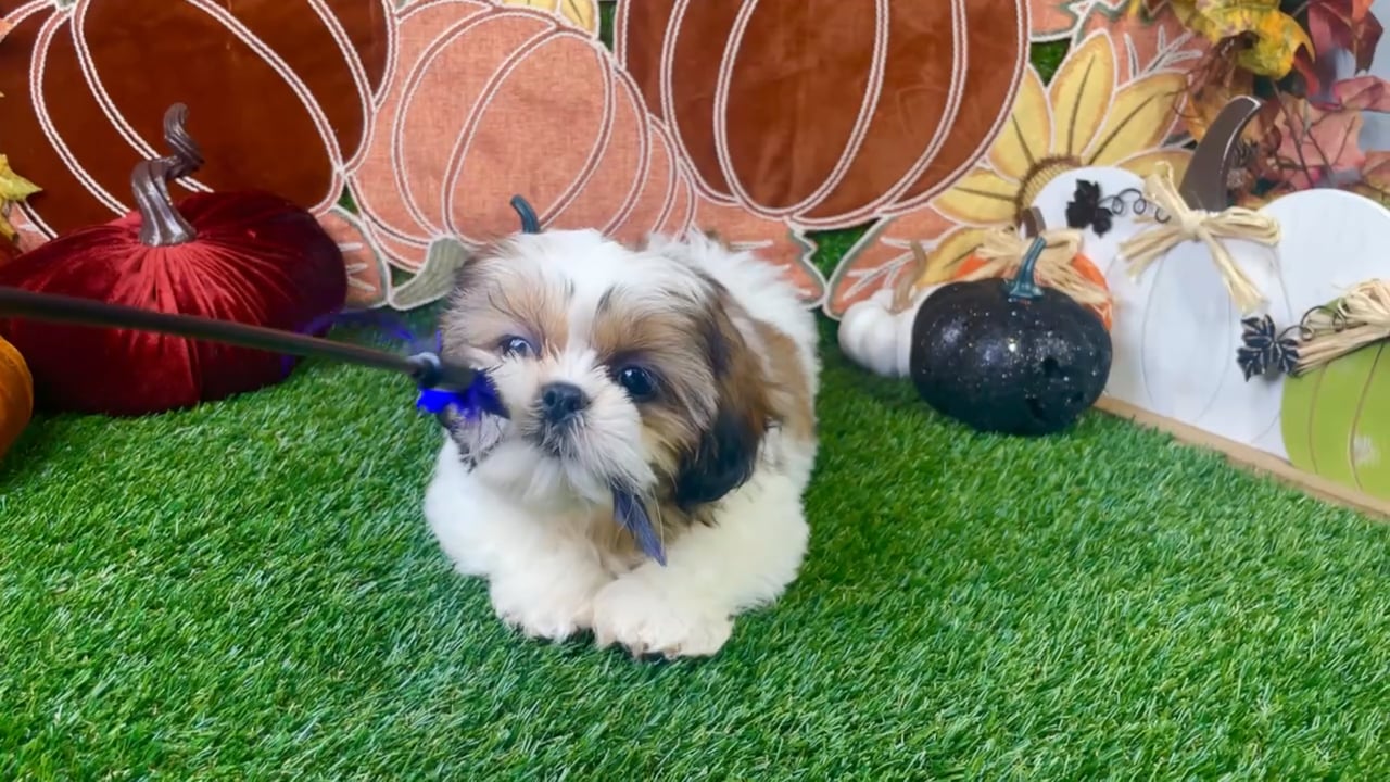 Male Shih Tzu puppy named Gizmo for sale at Puppy Dreams - Carrollton. video thumbnail
