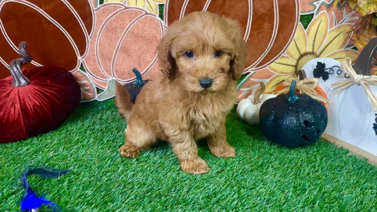 Male Mini Goldendoodle puppy named Buster for sale at Puppy Dreams - Carrollton. video thumbnail