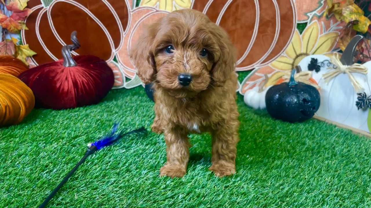 Male Mini Goldendoodle puppy named Bruno for sale at Puppy Dreams - Carrollton. video thumbnail