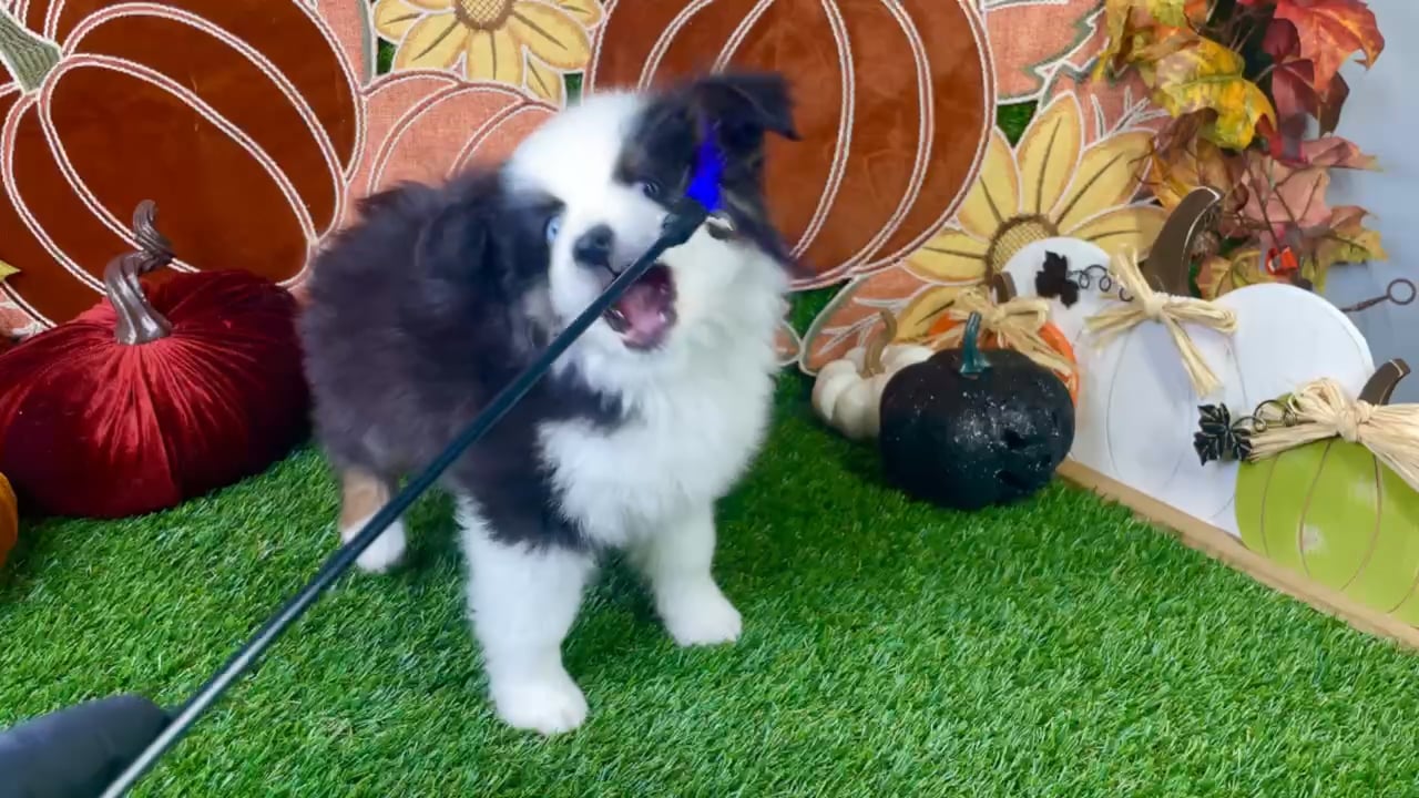 Male Mini Aussie puppy named River for sale at Puppy Dreams - Carrollton. video thumbnail