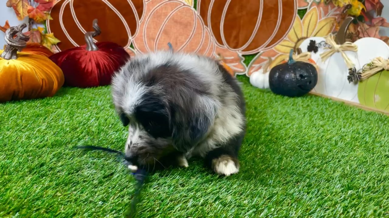 Male Mini Aussiedoodle puppy named Sammie for sale at Puppy Dreams - Carrollton. video thumbnail