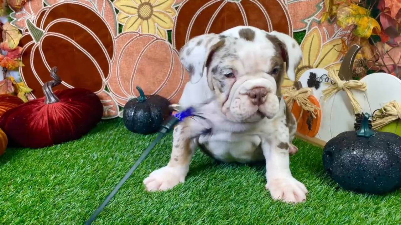Female English Bulldog puppy named Sadie for sale at Puppy Dreams - Carrollton. video thumbnail