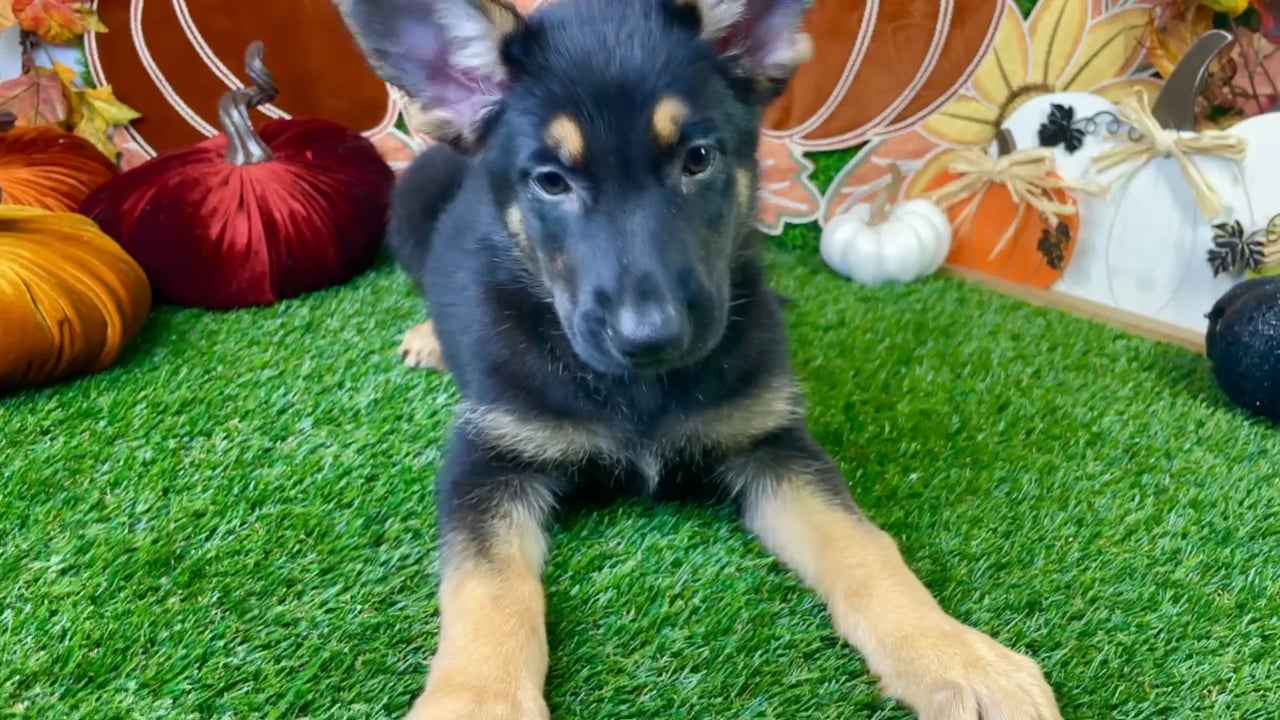 Male German Shepherd puppy named Otto for sale at Puppy Dreams - Carrollton. video thumbnail