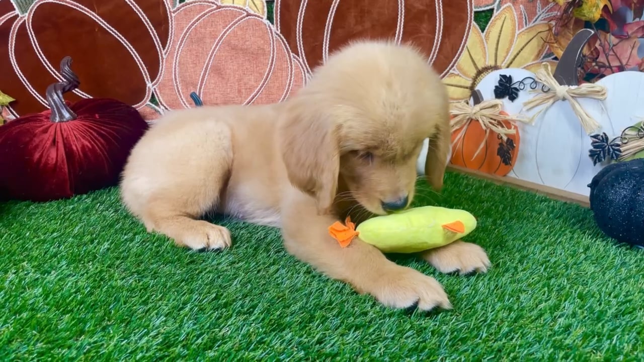 Female Golden Retriever puppy named Molly for sale at Puppy Dreams - Carrollton. video thumbnail