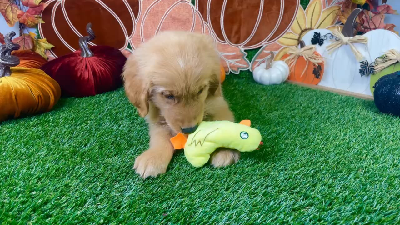 Male Golden Retriever puppy named Cooper for sale at Puppy Dreams - Carrollton. video thumbnail