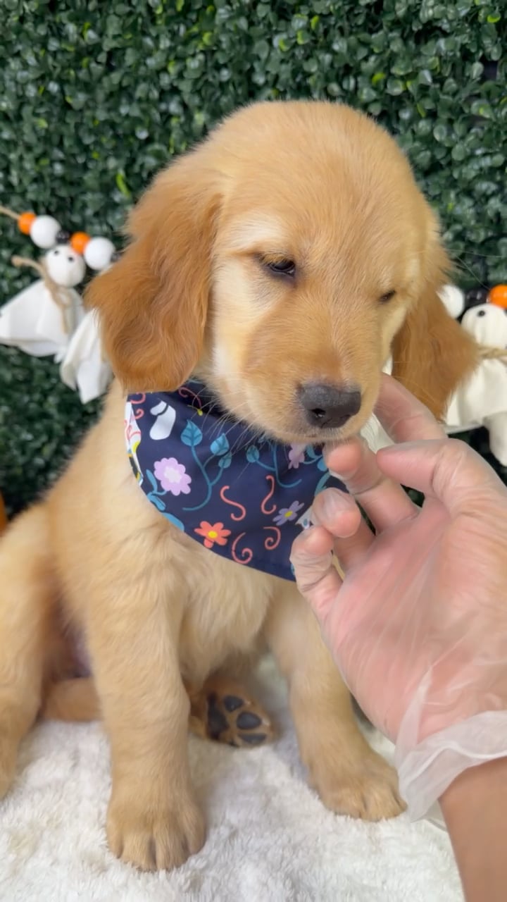 Female Golden Retriever puppy named Mochi for sale at Puppy Dreams - Garland. video thumbnail