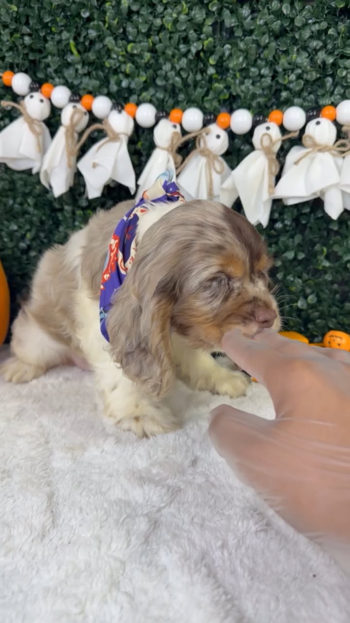 Female Cocker Spaniel puppy named Luna for sale at Puppy Dreams - Garland. video thumbnail