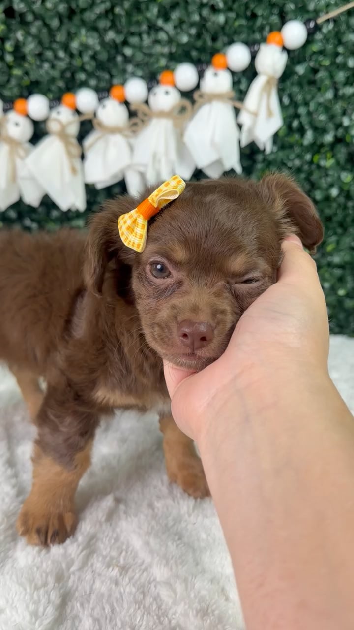 Female Chihuahua puppy named Sofi for sale at Puppy Dreams - Garland. video thumbnail