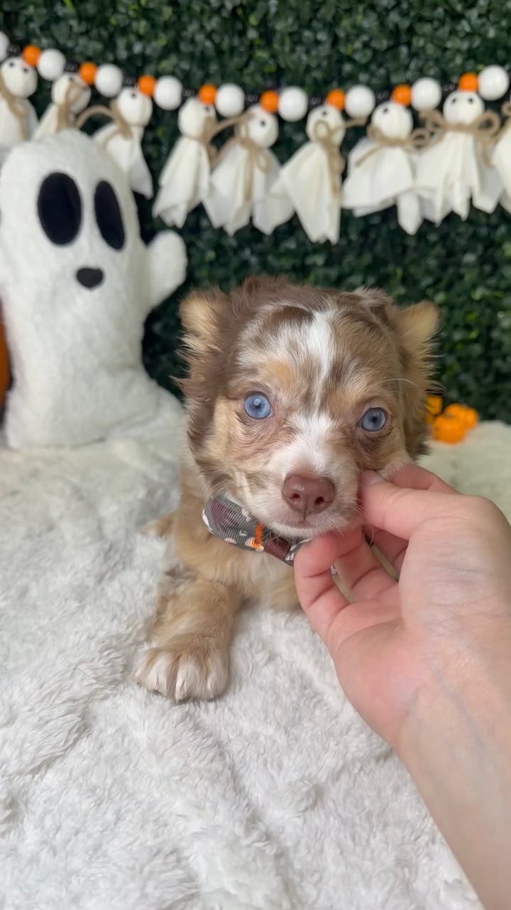 Male Chihuahua puppy named Freckles for sale at Puppy Dreams - Garland. video thumbnail
