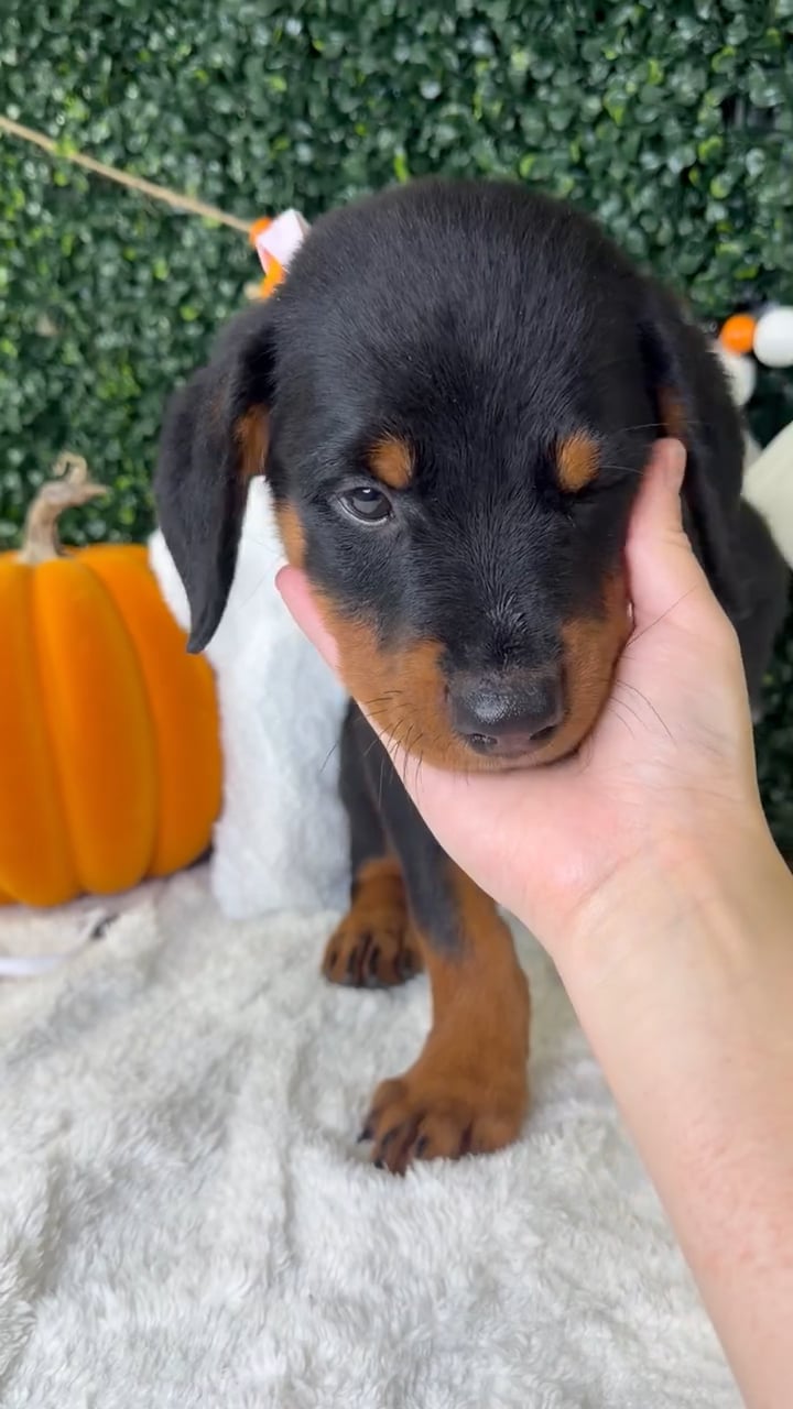 Female Rottweiler puppy named Rosie for sale at Puppy Dreams - Garland. video thumbnail