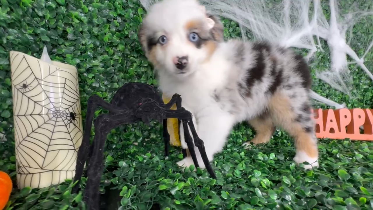 Female Mini Aussie puppy named Pepper for sale at Puppy Dreams - North Richland Hills. video thumbnail