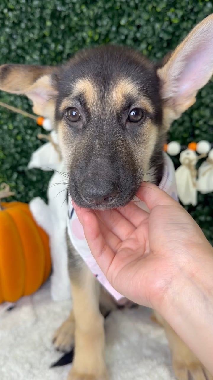 Female German Shepherd puppy named Stella for sale at Puppy Dreams - Garland. video thumbnail
