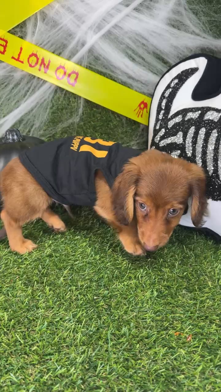 Male Dachshund puppy named Moose for sale at Puppy Dreams - Arlington. video thumbnail