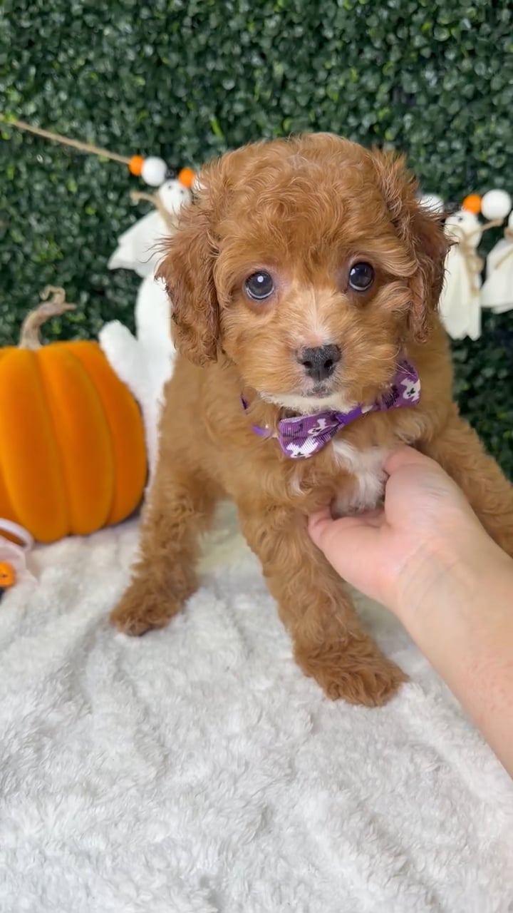 Male Cavapoo puppy named Peanut for sale at Puppy Dreams - Garland. video thumbnail