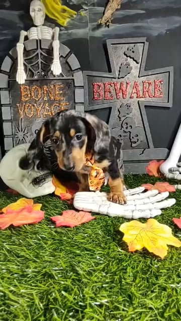 Male Dachshund puppy named *Mj* for sale at Puppy Dreams - Mansfield. video thumbnail