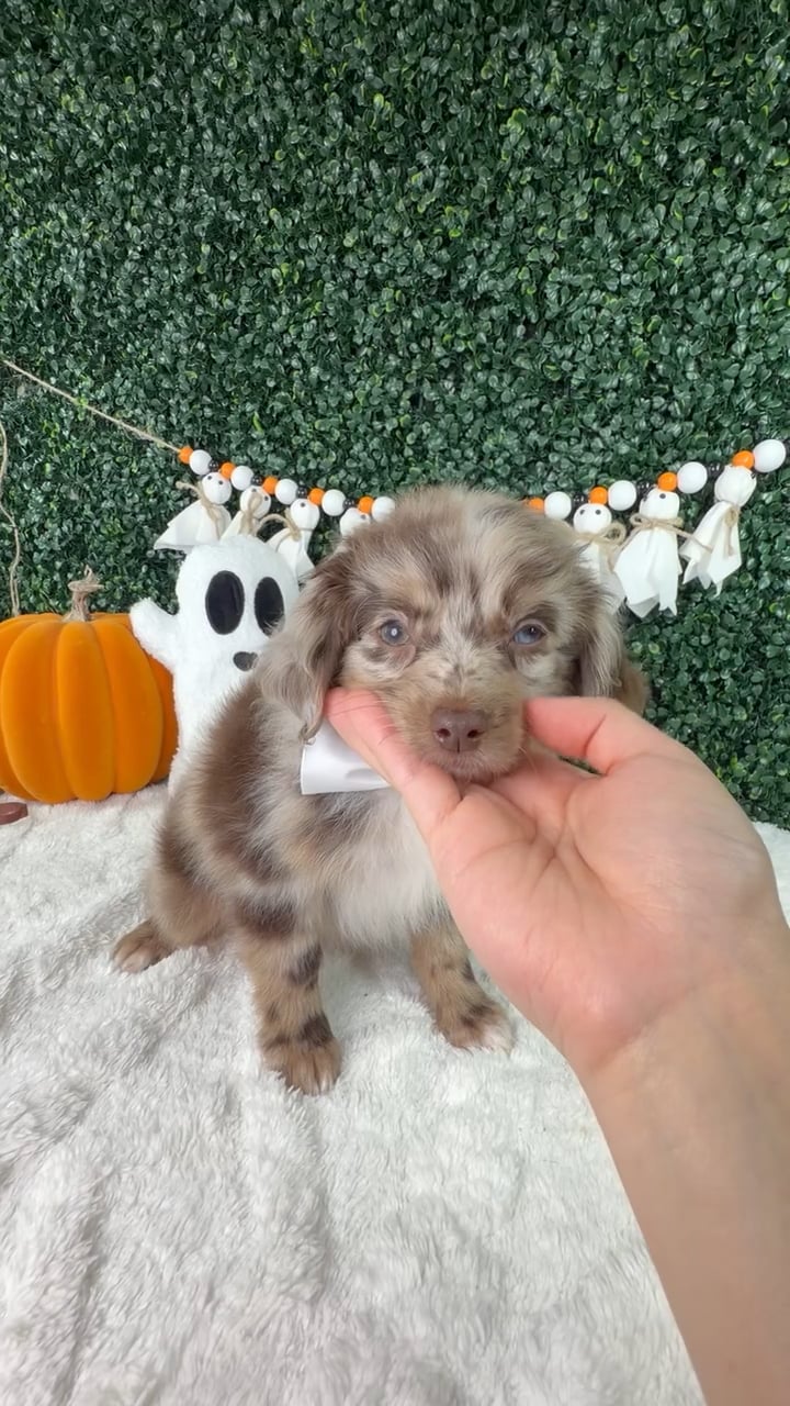 Male Mini Aussiedoodle puppy named Hershey for sale at Puppy Dreams - Garland. video thumbnail