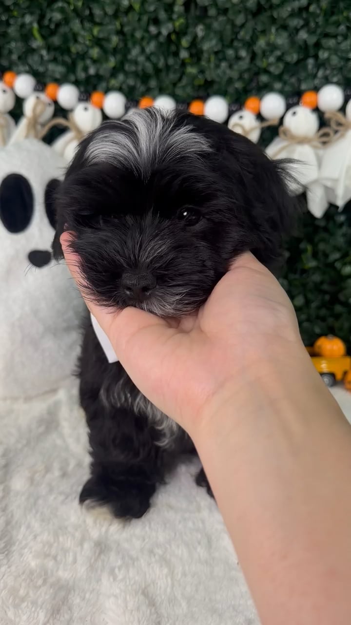 Male Malshi puppy named Bean for sale at Puppy Dreams - Garland. video thumbnail