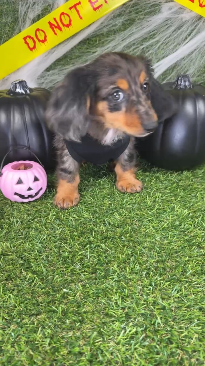 Male Dachshund puppy named Lucky for sale at Puppy Dreams - Arlington. video thumbnail