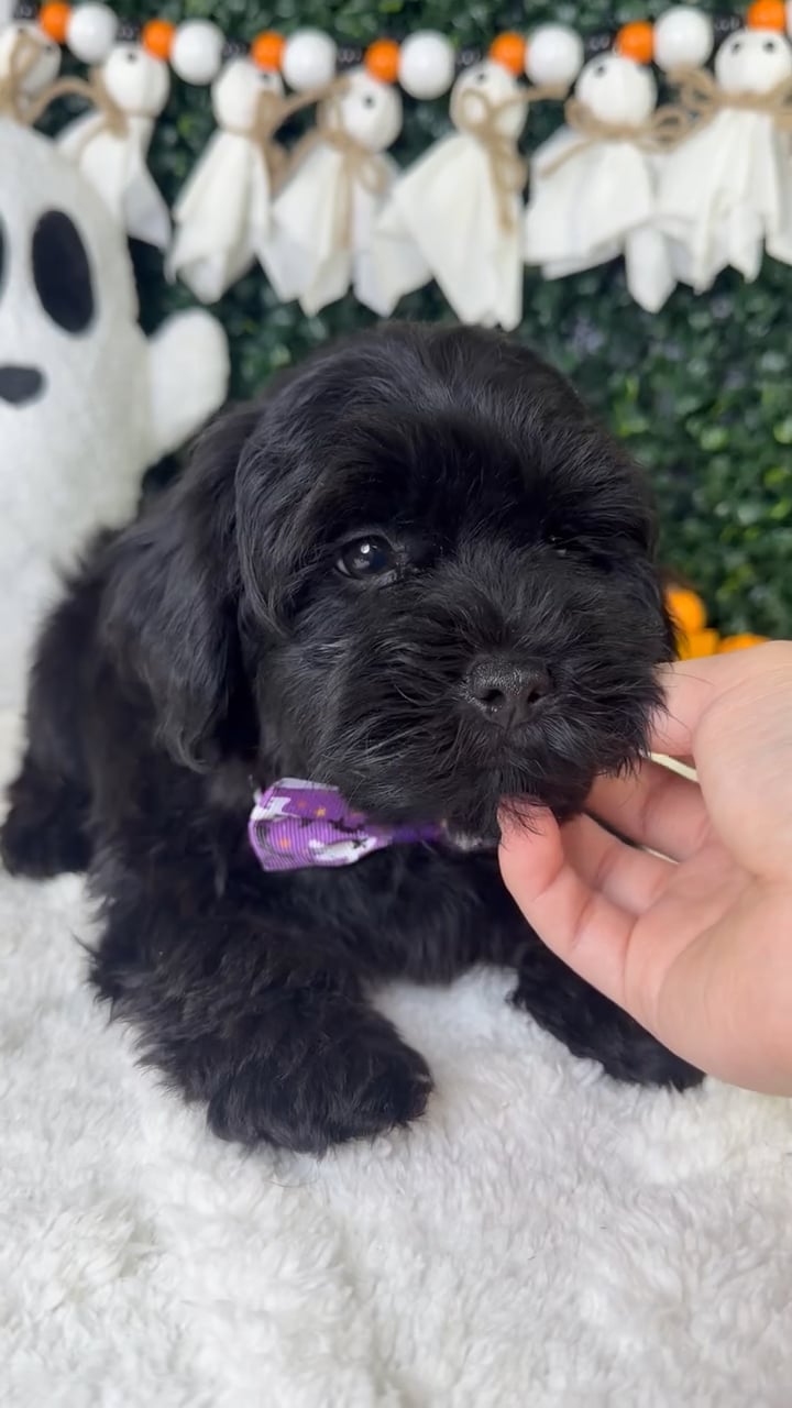 Male Shorkie puppy named Angel for sale at Puppy Dreams - Garland. video thumbnail