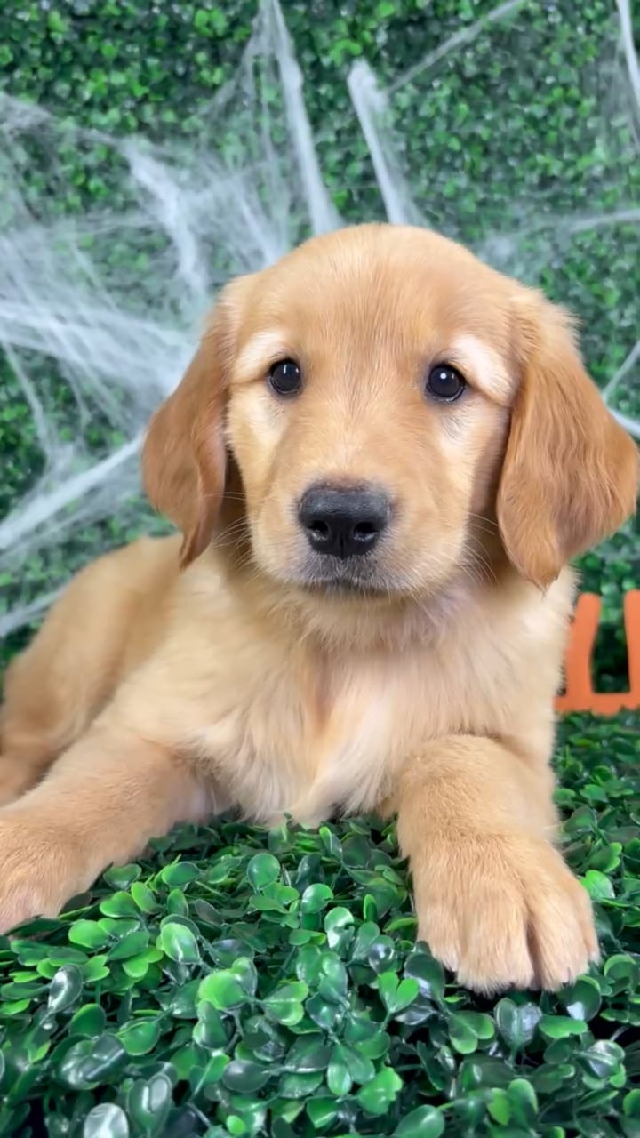 Female Golden Retriever puppy named Violet for sale at Puppy Dreams - North Richland Hills. video thumbnail