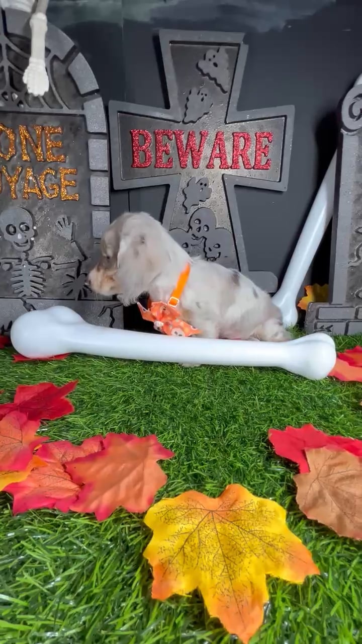 Female Dachshund puppy named *Betty* for sale at Puppy Dreams - Mansfield. video thumbnail