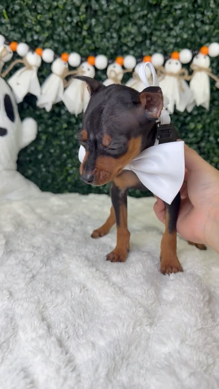 Male Min Pin puppy named Kratos for sale at Puppy Dreams - Garland. video thumbnail