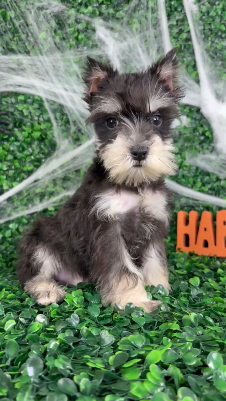 Male Mini Schnauzer puppy named Max for sale at Puppy Dreams - North Richland Hills. video thumbnail
