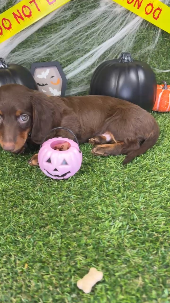 Male Dachshund puppy named Leo for sale at Puppy Dreams - Arlington. video thumbnail