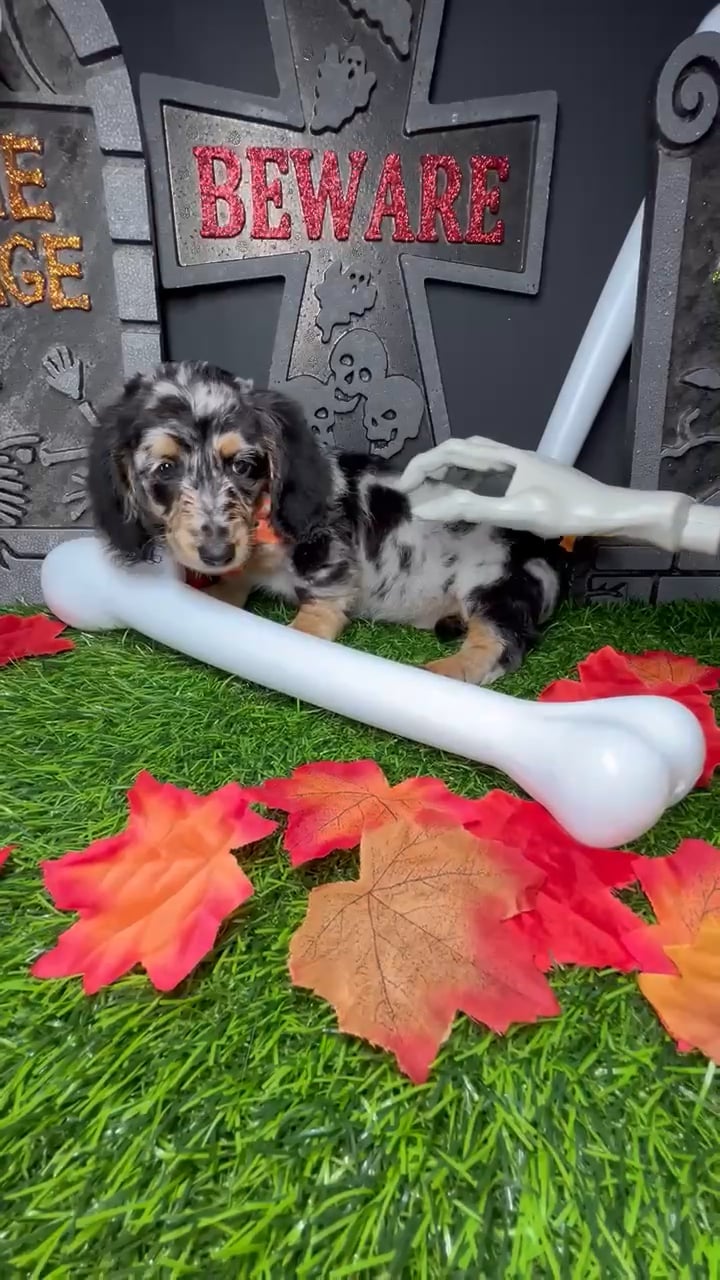 Female Dachshund puppy named *Selina* for sale at Puppy Dreams - Mansfield. video thumbnail