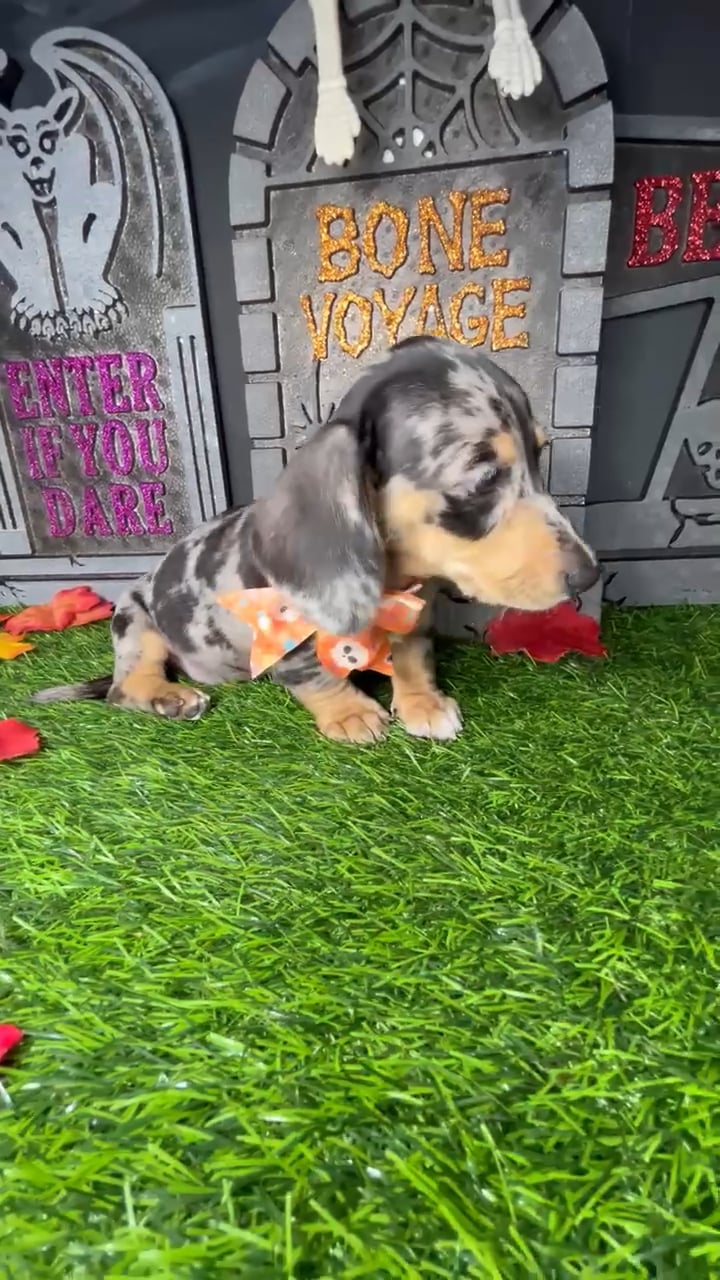 Female Dachshund puppy named *Hayden* for sale at Puppy Dreams - Mansfield. video thumbnail