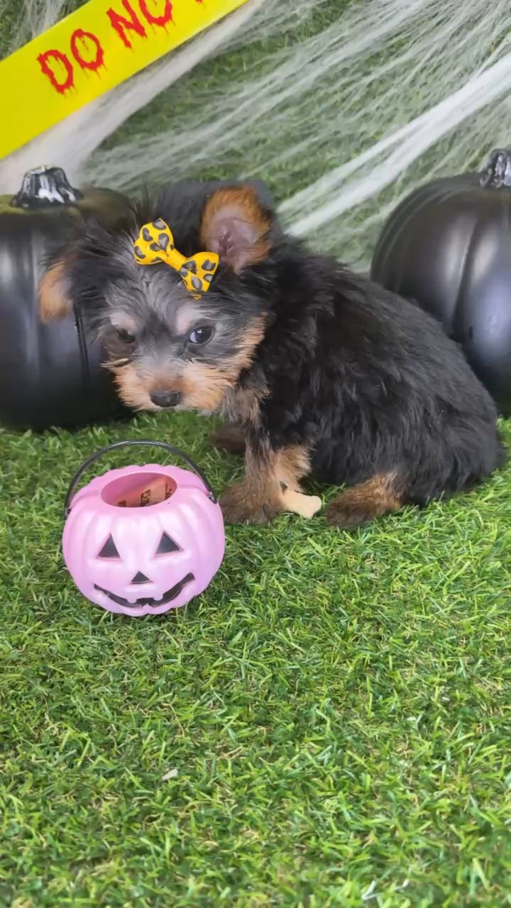 Female Yorkie puppy named Lucy for sale at Puppy Dreams - Arlington. video thumbnail