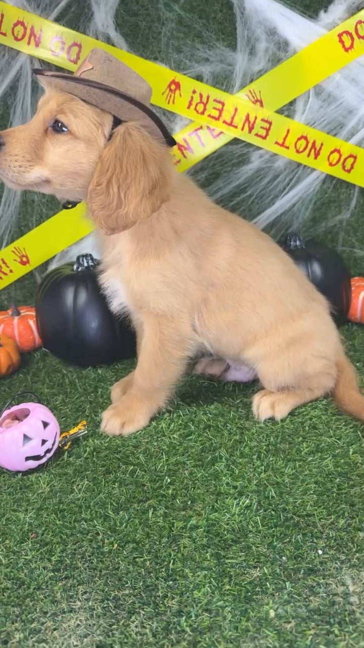 Male Golden Retriever puppy named Echo for sale at Puppy Dreams - Arlington. video thumbnail