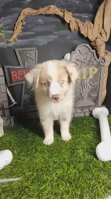 Male Mini Aussie puppy named *Elvis* for sale at Puppy Dreams - Mansfield. video thumbnail