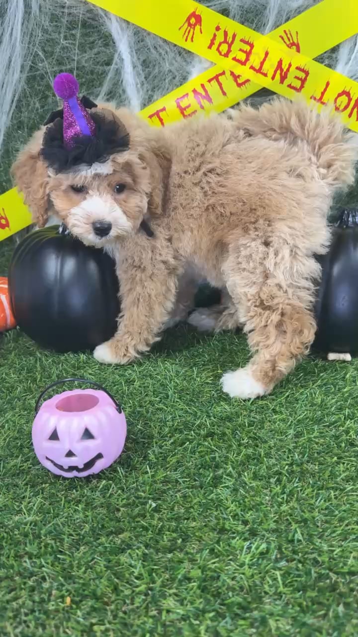 Female Bichon-Poodle puppy named Lily for sale at Puppy Dreams - Arlington. video thumbnail