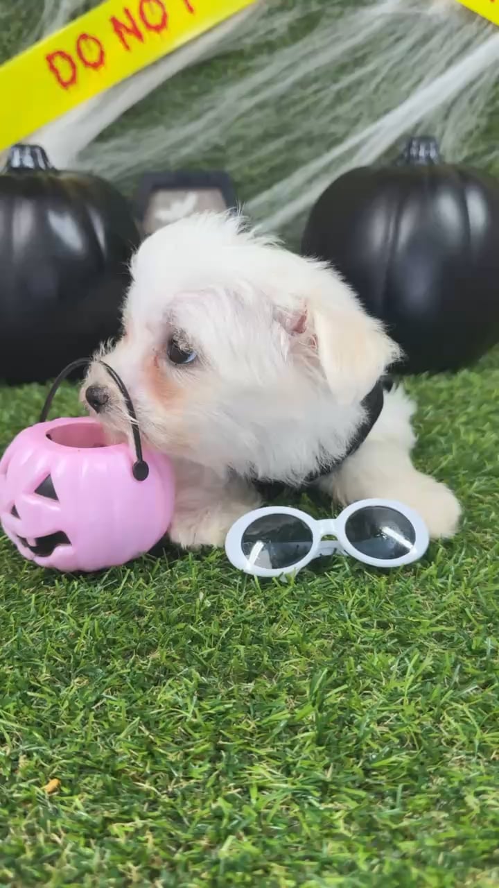 Male Maltese puppy named Casper for sale at Puppy Dreams - Arlington. video thumbnail