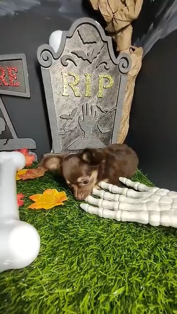Female Chihuahua puppy named *Whitney* for sale at Puppy Dreams - Mansfield. video thumbnail
