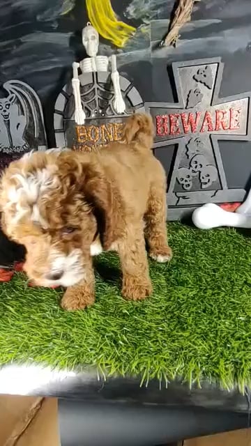 Female Cavapoo puppy named *Dolly* for sale at Puppy Dreams - Mansfield. video thumbnail