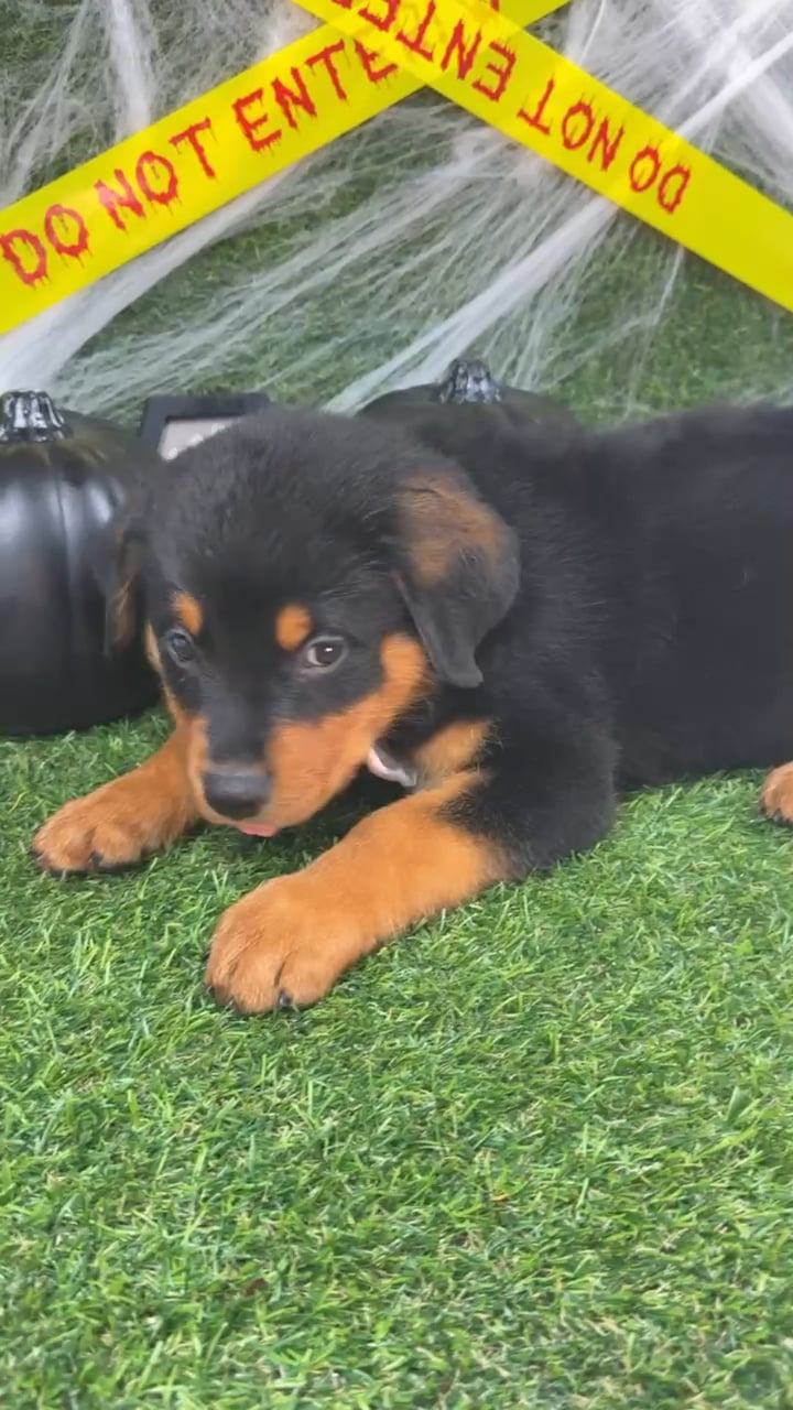 Male Rottweiler puppy named Arlo for sale at Puppy Dreams - Arlington. video thumbnail
