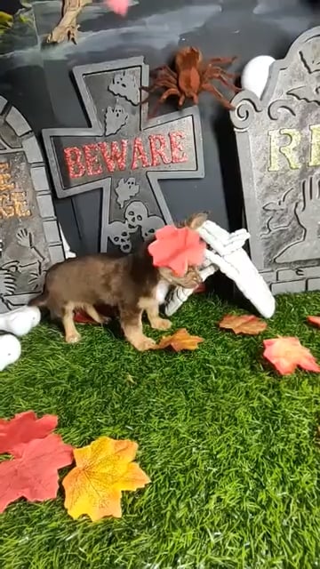 Female Chihuahua puppy named *Aaliyah* for sale at Puppy Dreams - Mansfield. video thumbnail
