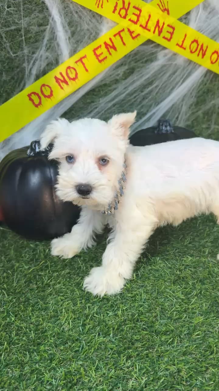 Male Mini Schnauzer puppy named Chief for sale at Puppy Dreams - Arlington. video thumbnail