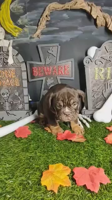 Female English Bulldog puppy named *Aretha* for sale at Puppy Dreams - Mansfield. video thumbnail