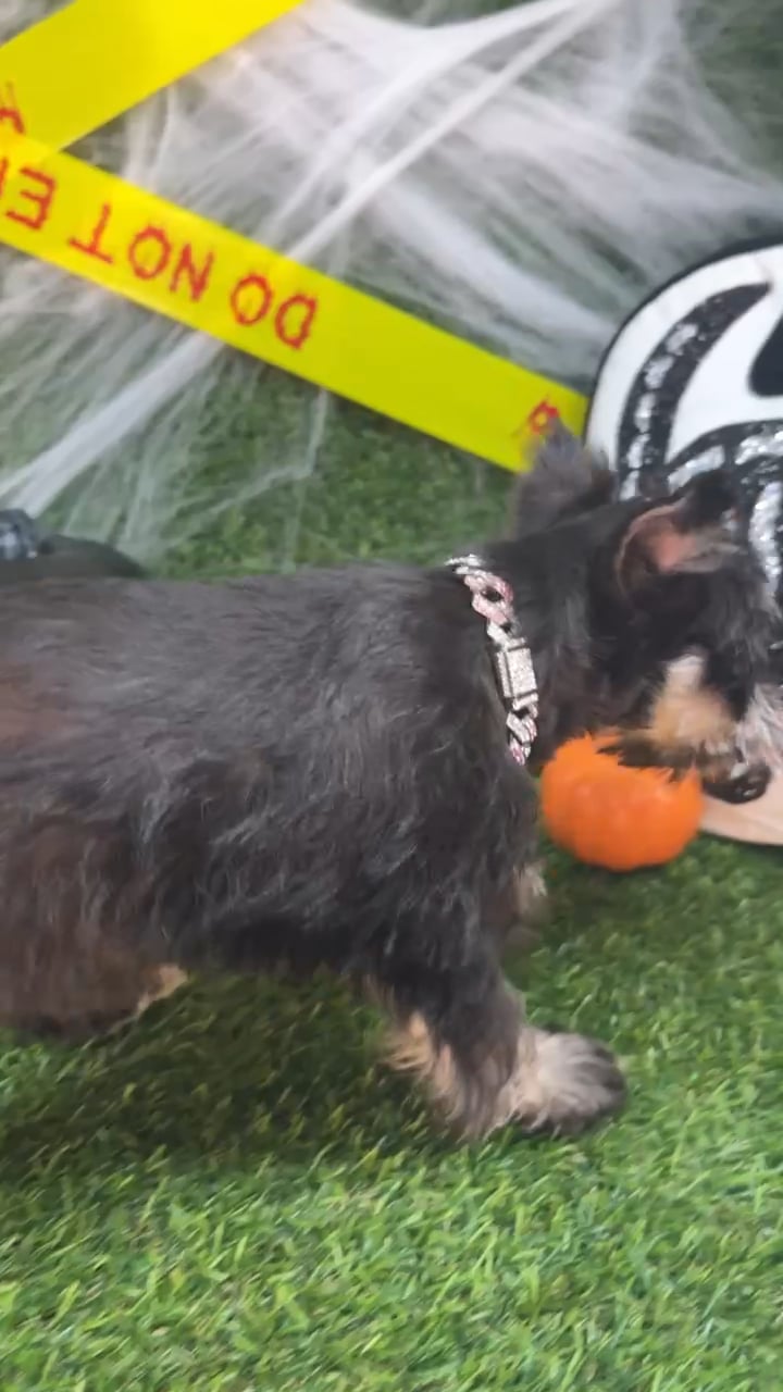 Female Mini Schnauzer puppy named Belle for sale at Puppy Dreams - Arlington. video thumbnail
