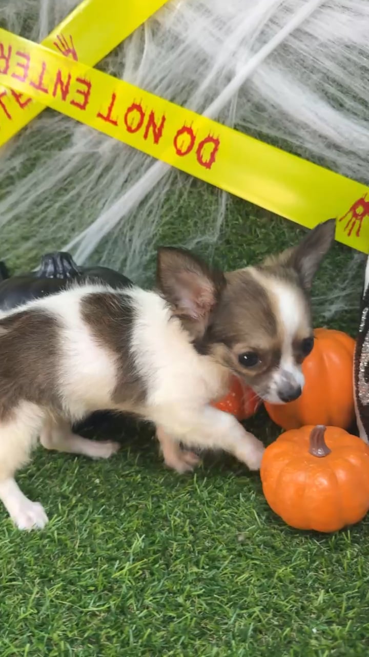 Female Chihuahua puppy named Cheryl for sale at Puppy Dreams - Arlington. video thumbnail