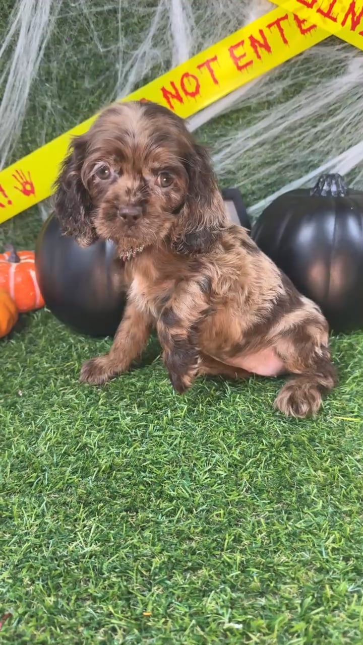 Female Cocker Spaniel puppy named Jinx for sale at Puppy Dreams - Arlington. video thumbnail