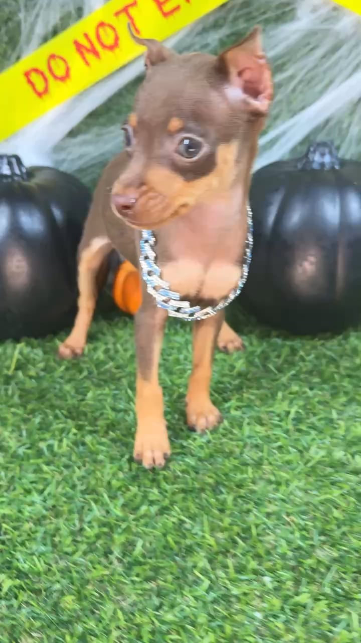 Female Min Pin puppy named Tiny for sale at Puppy Dreams - Arlington. video thumbnail