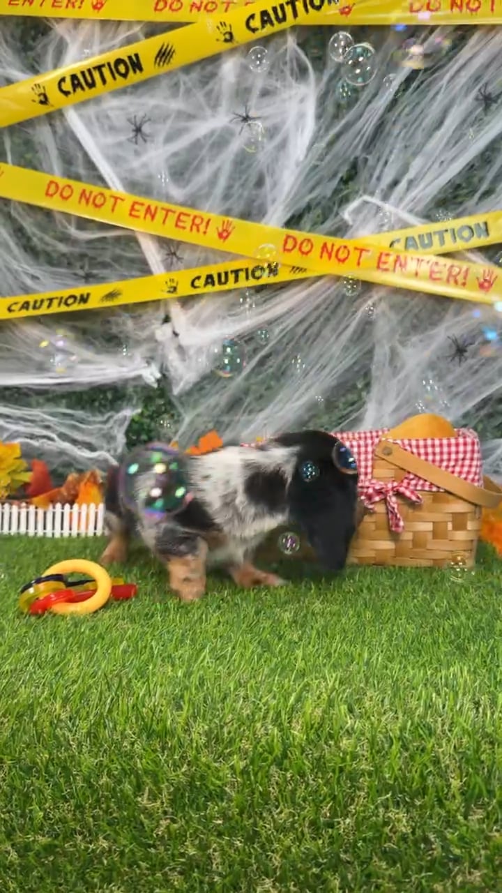 Male Dachshund puppy named Moose for sale at Puppy Dreams - Missouri City. video thumbnail