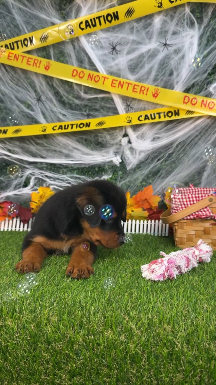 Male Rottweiler puppy named Blade for sale at Puppy Dreams - Missouri City. video thumbnail