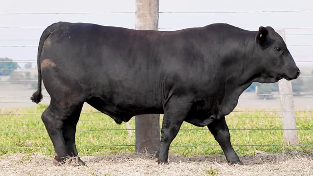Lote 11