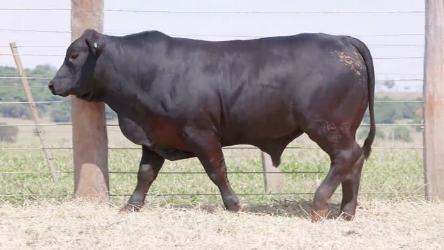 Lote 29