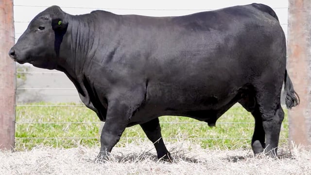 Lote 39